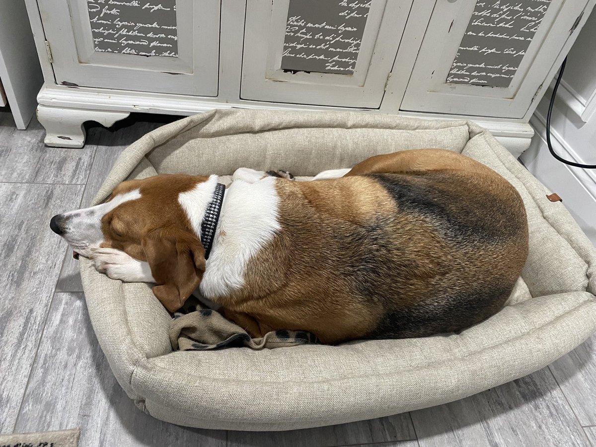 stundspeechless's tweet photo. Today, this #goodestboy gave 0 shits as he watched his sister whining at my office door bc he stole her bed. https://t.co/wT03W622Az