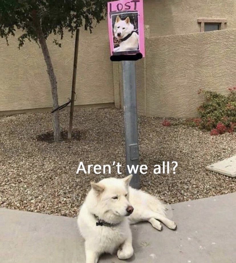 WholesomeMemes (@wholesomememe) on Twitter photo 