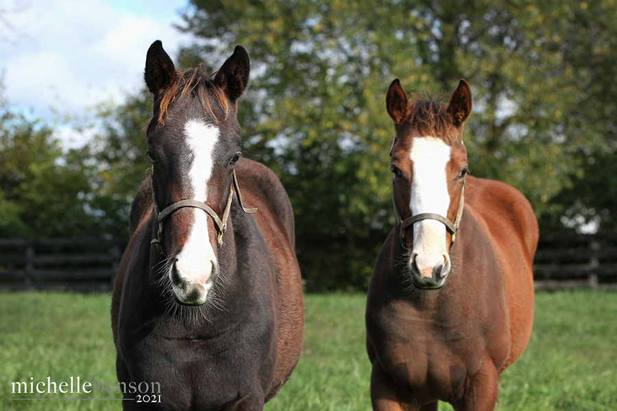 WoodMereFarm's tweet photo. Blaze buddies ๐ด #CoalFront #friendshipfriday #horsefriends #thoroughbred #kybred #horses #equine #horsephoto #farmlife https://t.co/uFIqfouQQU