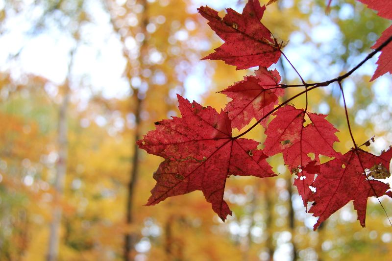 Calling all Beaconites - Fall Work Day on November 6!