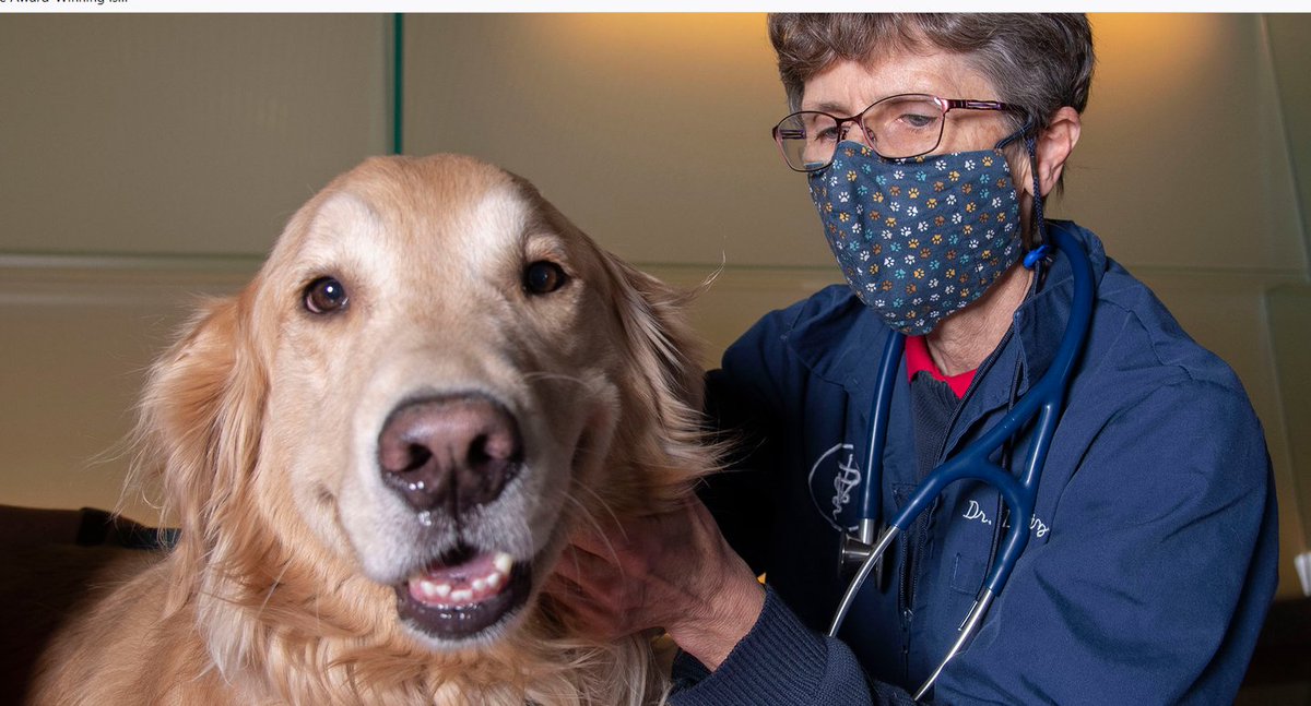 U of Arizona: Study Shows Vaccine Protects #Dogs Against #ValleyFever bit.ly/3pKTGA6