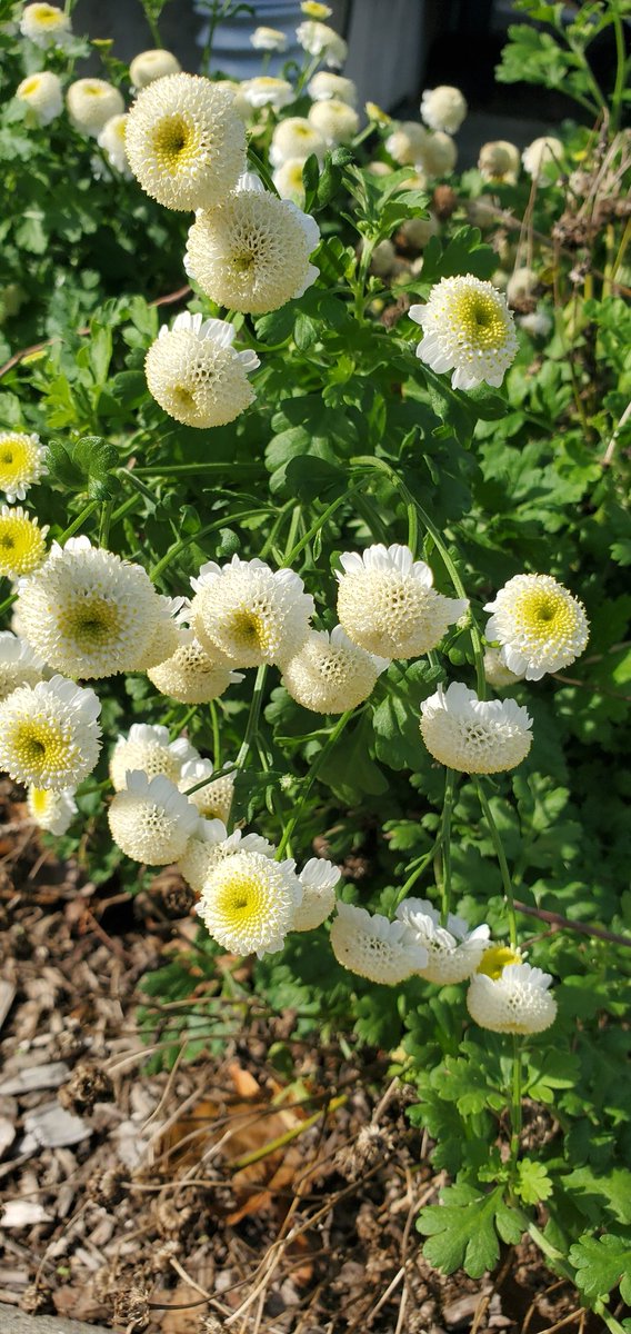 michelejohansen's tweet photo. #FlowersOfTheDay from @MrBill667 #Flowers #Elgin @TheFlowerWorld
#UPSMan @flowers @FlowersGallery @BrantMillerNBC @twitflowers
102621 & 102721
🌻🌼🌷⚘🌹🌺💐🌸 https://t.co/yRF8LGfsWb