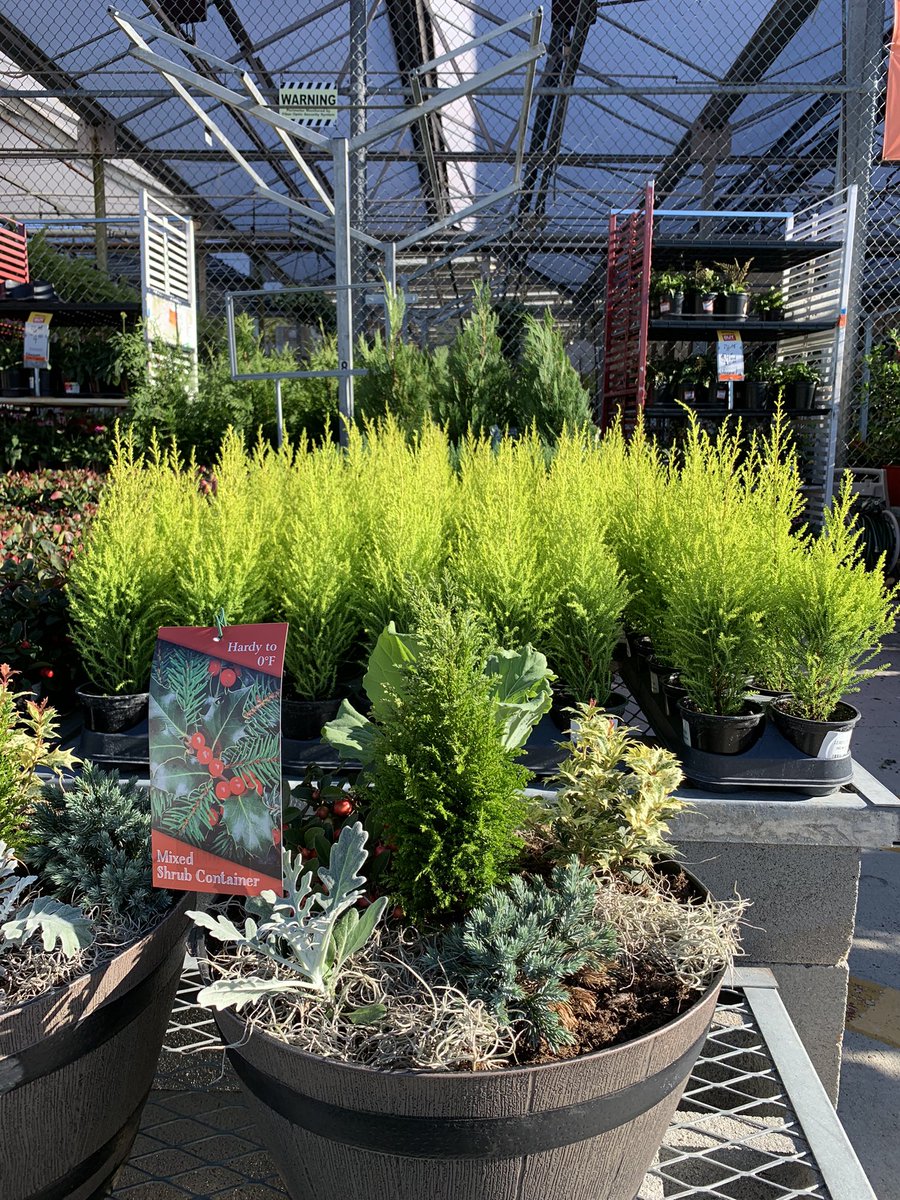 Neal Mattison (@nealmattison) on Twitter photo Lots of cool Christmas colors and smells available now at The Home Depot! The Rosemary smell great! <a href="/Pat_Fischetti/">Patrick Fischetti</a> <a href="/BaucomJbaucom/">Baucoms Nursery Co.</a> <a href="/ericbaucom/">Eric Baucom</a> <a href="/JimSimmonsHD/">Jim Simmons</a> <a href="/dtatta1/">Donna tatta</a> Lots of cool Christmas colors and smells available now at The Home Depot! The Rosemary smell great! <a href="/Pat_Fischetti/">Patrick Fischetti</a> <a href="/BaucomJbaucom/">Baucoms Nursery Co.</a> <a href="/ericbaucom/">Eric Baucom</a> <a href="/JimSimmonsHD/">Jim Simmons</a> <a href="/dtatta1/">Donna tatta</a>