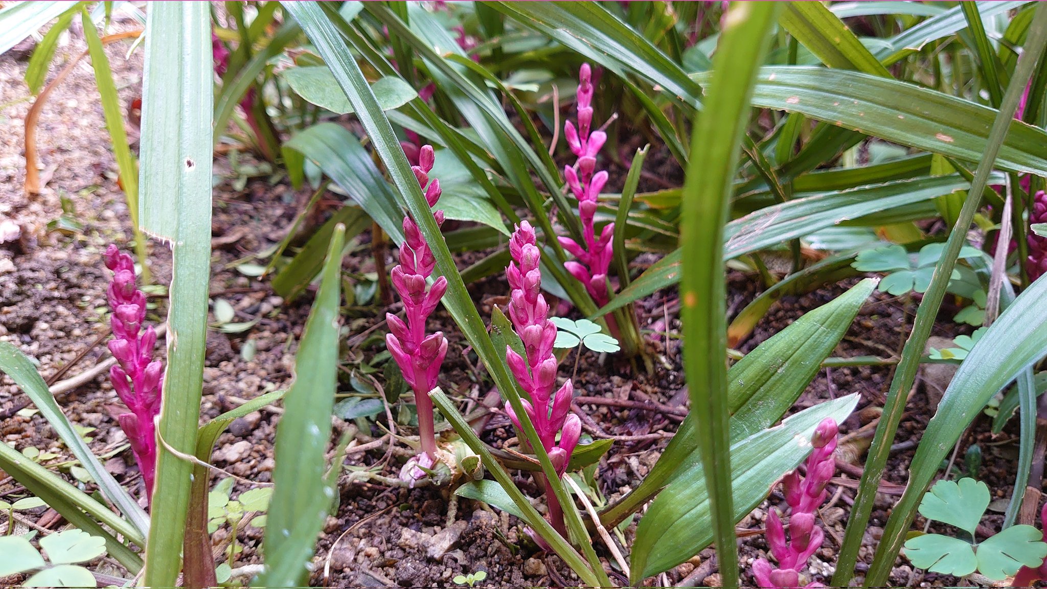 キチジョウソウ Twitter Search Twitter