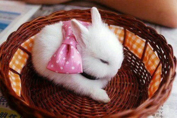 RabbitEveryHour's tweet photo. https://t.co/MkIx2t0YGS