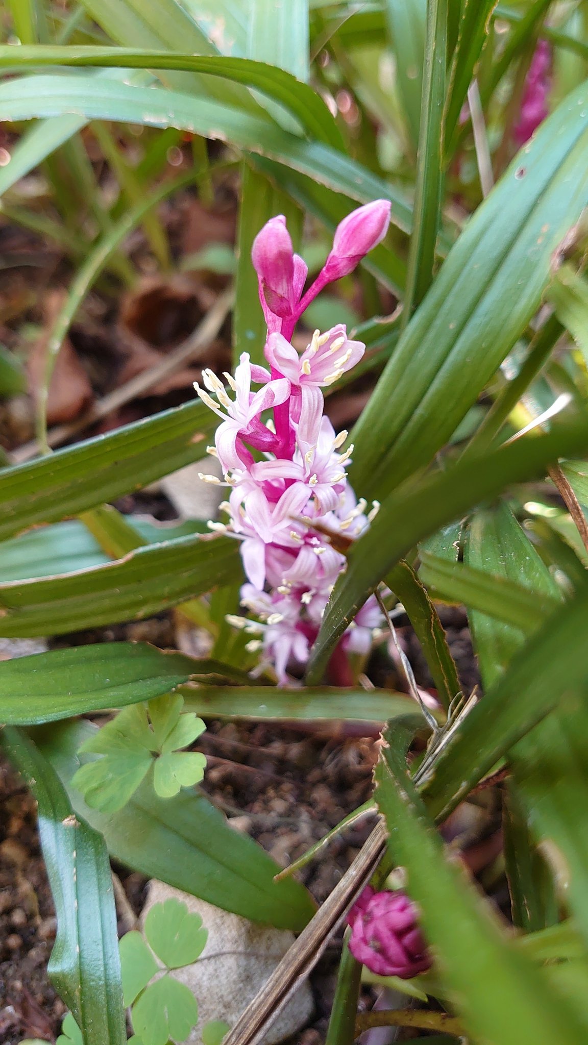 キチジョウソウ Twitter Search Twitter