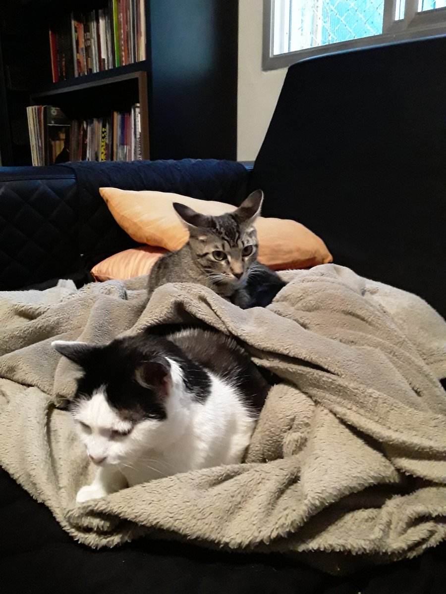 AlexandreCavalo's tweet photo. Faz mais ou menos um mês que adotamos outra gatinha. Essa rajada é Ísis tem poucos meses. A Sofia tem 15 anos e não admitia dividir sua vida.
Mas acho que o friozinho e a chuva fizeram um pequeno milagre e as duas estão juntinhas hoje.
#gatos https://t.co/xJFVeLW08W