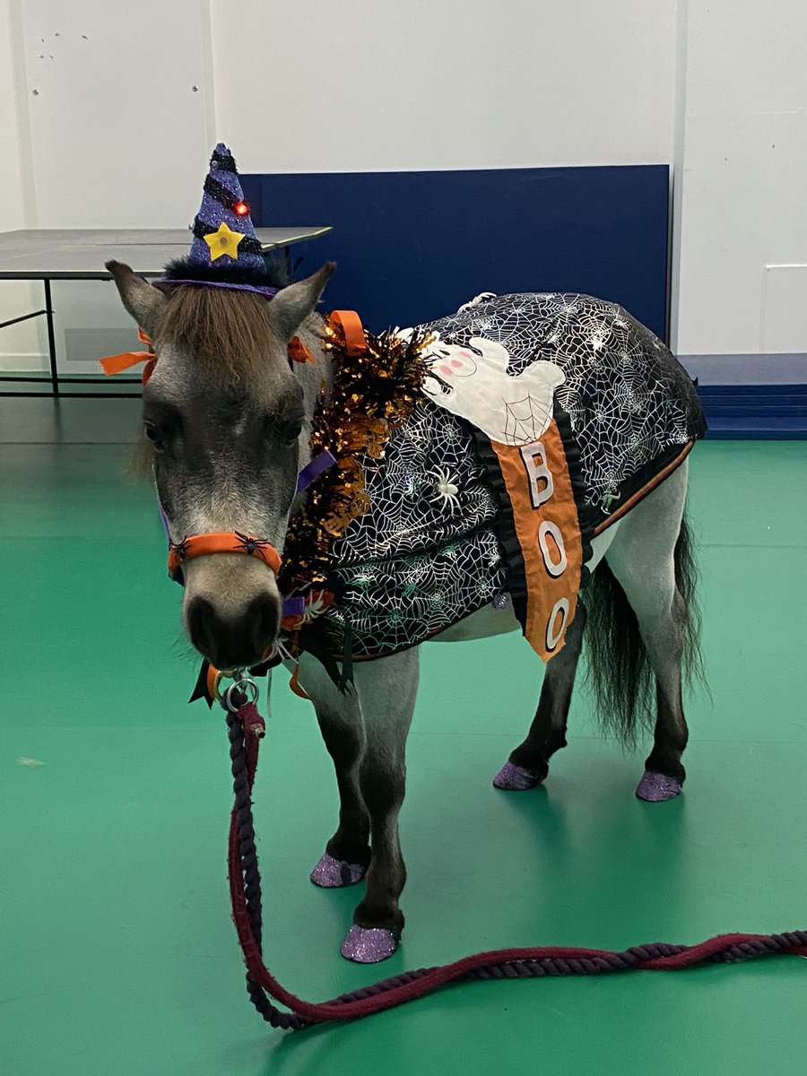 KatietheOT's tweet photo. Today Boo the therapy pony came to visit for Halloween.  We were able to support 2 staff members to overcome their fear of horses and support 2 young people to come off the ward to a social space for the first time.  I love being an OT.  Anything is possible.@CygnetOT #WorldOTDay https://t.co/fpa58deMmf