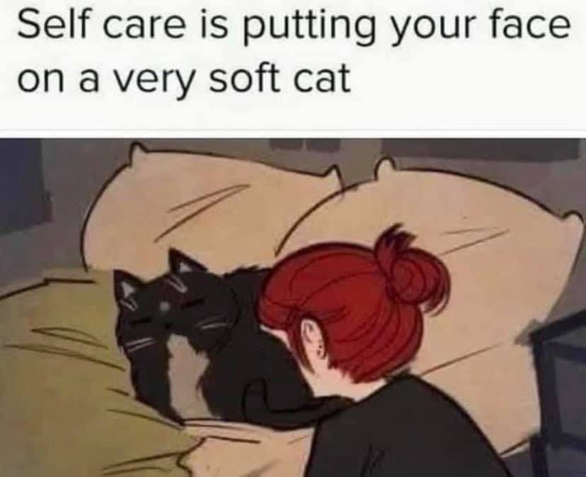 WholesomeMeme's tweet image. 