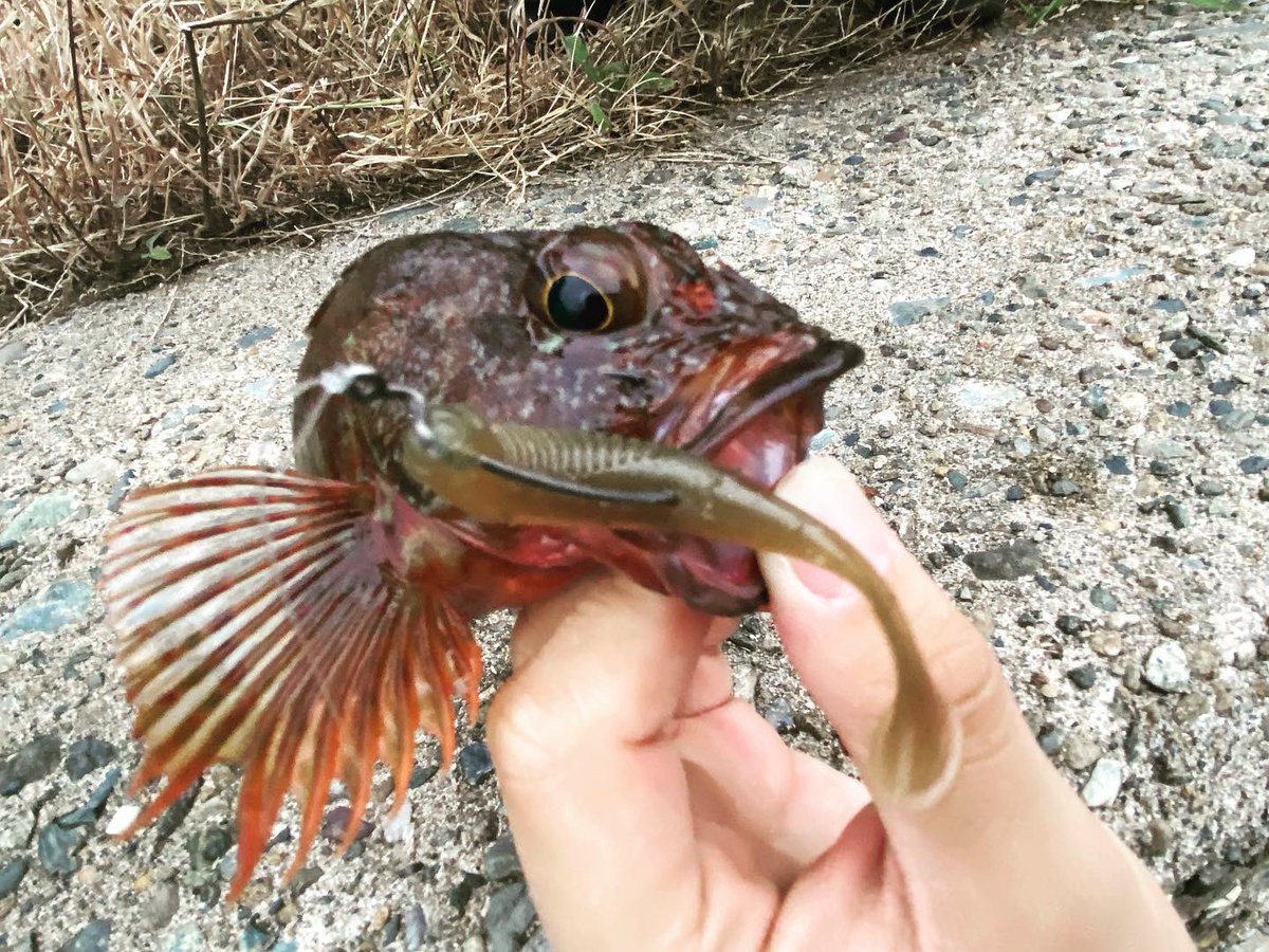 wocadaaa's tweet photo. 風ボーボーの夕まずめ。
Googleマップと睨めっこして、連発🎣
#釣り #ルアー #ロックフィッシュ #ライトロック #ガシラ #月下美人airags #B73LML #ジリオンsv #リブレ #feather110 #ygk #xbraid #ベイトブレス #etシャッド #がまかつ #セオライズ https://t.co/iX6jE2WxIq