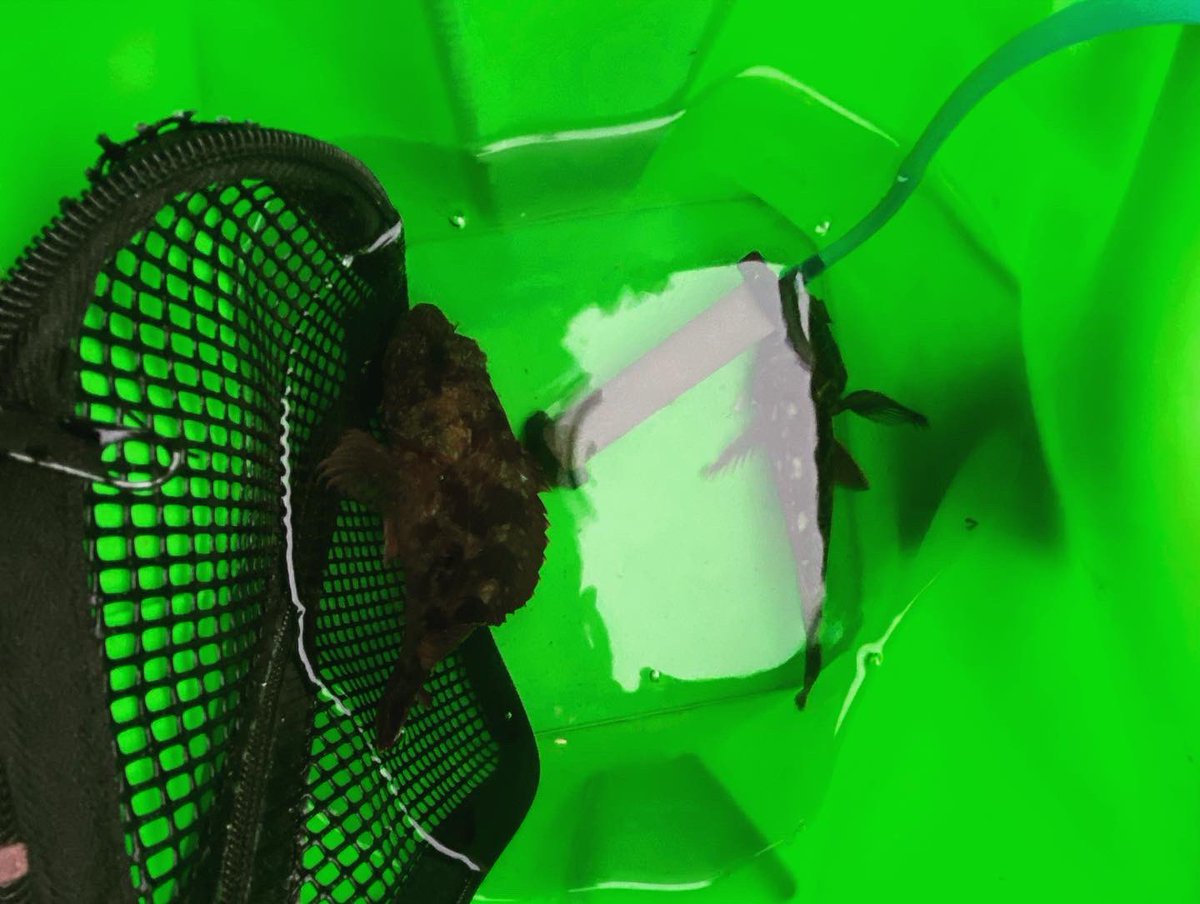 wocadaaa's tweet photo. 風ボーボーの夕まずめ。
Googleマップと睨めっこして、連発🎣
#釣り #ルアー #ロックフィッシュ #ライトロック #ガシラ #月下美人airags #B73LML #ジリオンsv #リブレ #feather110 #ygk #xbraid #ベイトブレス #etシャッド #がまかつ #セオライズ https://t.co/iX6jE2WxIq