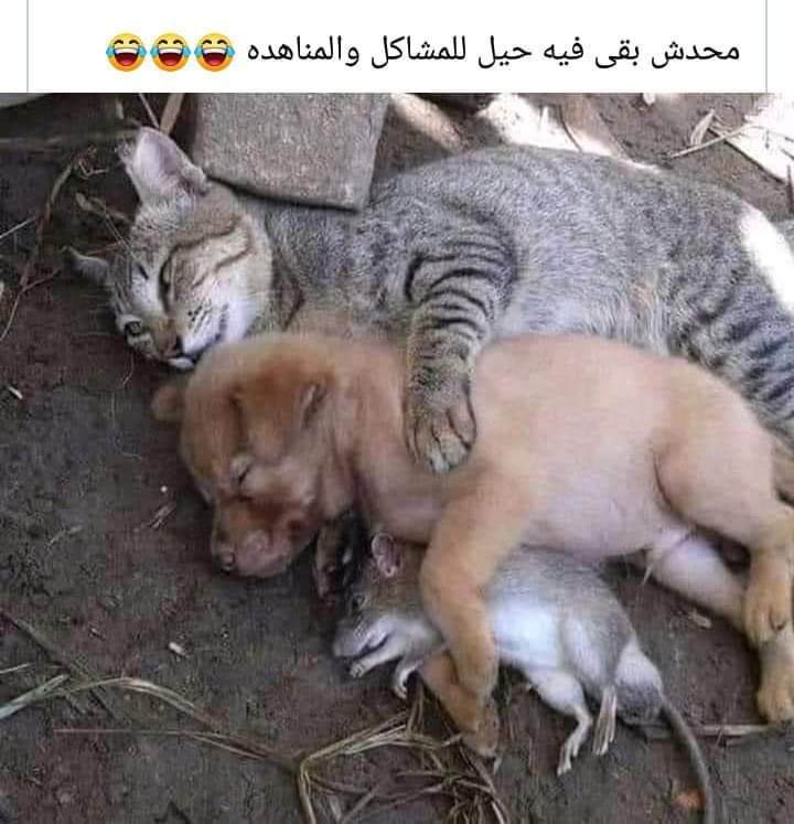 ShokryBassim's tweet photo. نفس حال الواحد مع المذاكرة السنة دى
هى ف حالها والضمير ف حاله😂😂 https://t.co/MBIPLrpZPP