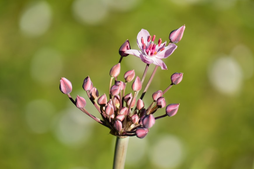 LilsaWater's tweet photo. Interested in what's happening with the > 22km of shoreline affected by #FloweringRush at Lake Isle?
Watch the 2021 Flowering Rush herbicide application video > https://t.co/gJJzx6bOIY
Video credit: @AB_Enviro
#invasiveplant #invasivespecies https://t.co/6mOyWUUNZi