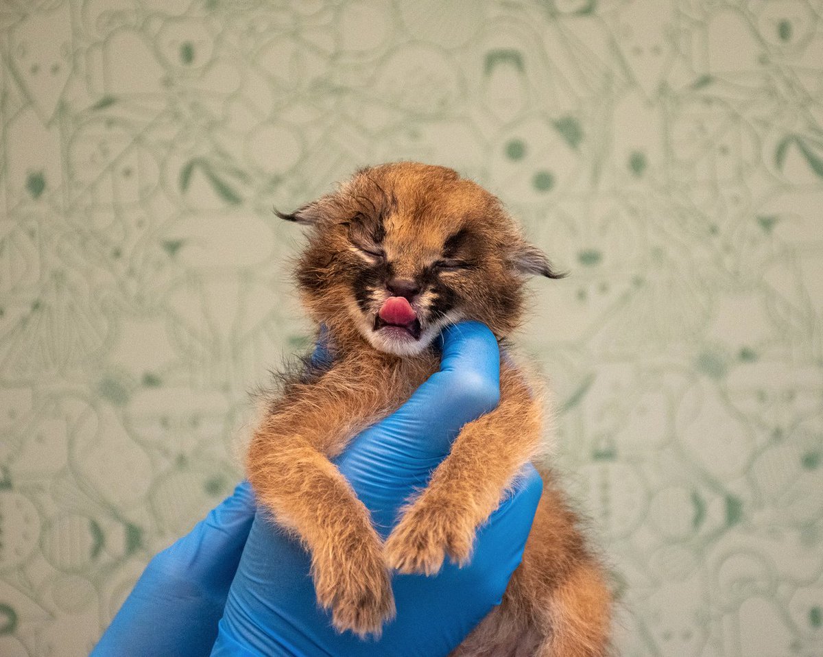 CUTE ALERT: Two caracal kittens were born at the Zoo last Sunday. 🥺😍Caracals are native across Africa and the Middle East to India. The most notable feature of this species is their black ear tufts. Go see them at the <a href="/NashvilleZoo/">Nashville Zoo</a> 🐱