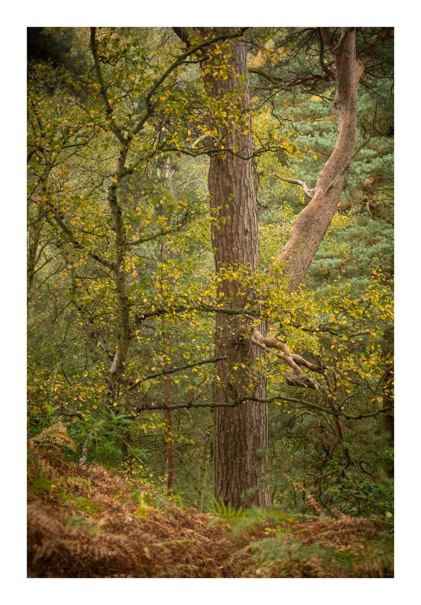 Another quasi-autumnal scene from the woods at @ntalderleyedge at the weekend.

@NT_TheNorth <a href="/socheshire/">So Cheshire</a> <a href="/ThePhotoHour/">#ThePhotoHour</a> <a href="/OPOTY/">Outdoor Photography</a> #appicoftheweek #woodland #treeclub #ThePhotoHour #ArtistOnTwitter