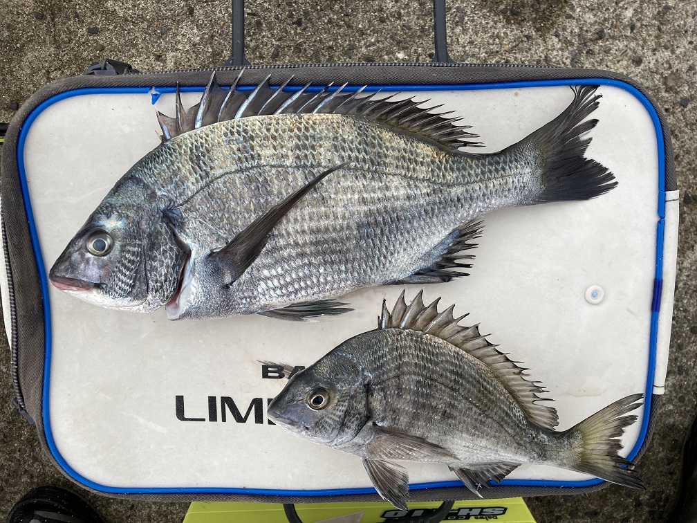 釣侍大洗店 ついでにスタッフ釣果も上げておきますね 紀州釣り ダンゴ釣り でチヌ カイズ 2枚 15時過ぎに雨で終了としましたが 釣れたのは午前中でした エサ盗りはまだ多くタイミングによってはフグタイムも バッカンは40 ですのでサイズは察して