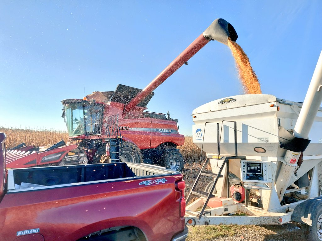 Quick calibration in #HaldimandCounty wicked yields from <a href="/Maizex/">Maizex Seeds</a> MZ 4151TRE NEW 101 day #Trecepta hybrid with Western Bean Cutworm Protection  #TruePerformance #CanadianOwnedCanadianGrown