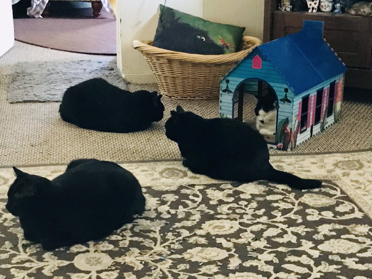 Someone said it’s 🐈‍⬛🐈‍⬛🐈‍⬛
#BlackCatAppreciationDay #grateful 🙏🏻
