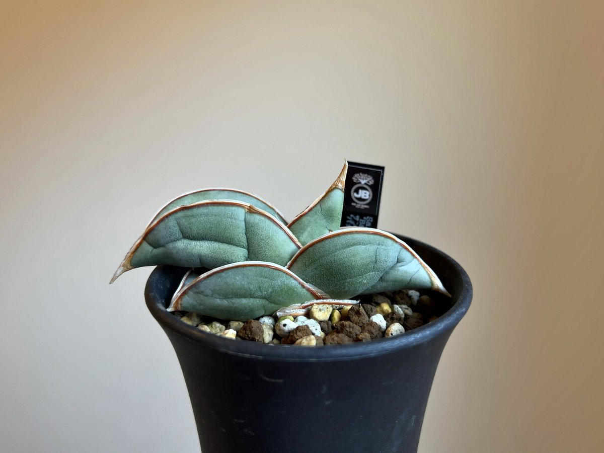 サンセベリアロリダ