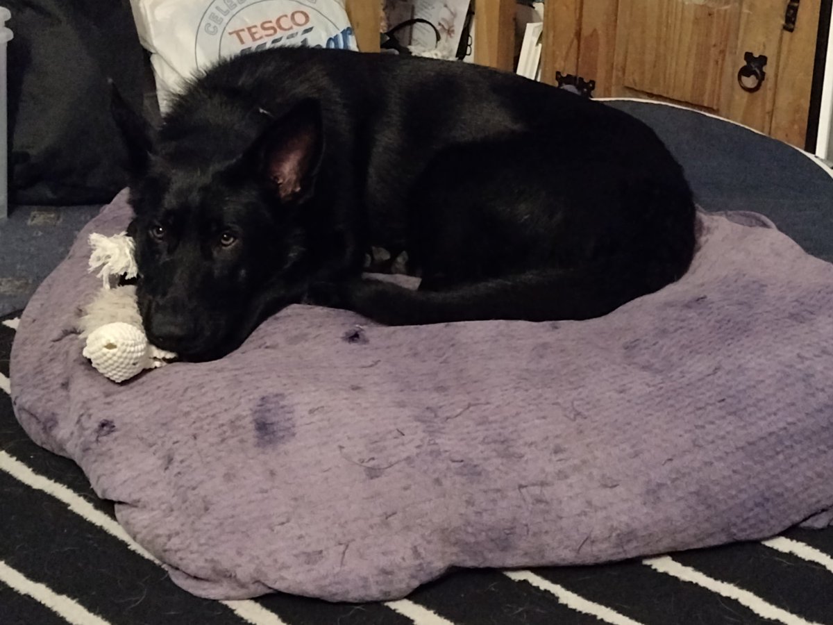 jayniebutlbearm's tweet image. So it&apos;s been a few weeks since Ebony from @gsrescueelite #Notts came into our family, she&apos;s getting braver every day, tonight she rolled over for a tummy tickle for the first time 🤗 it&apos;s like she&apos;s always been with us #AdoptDontShop #fosterfirst