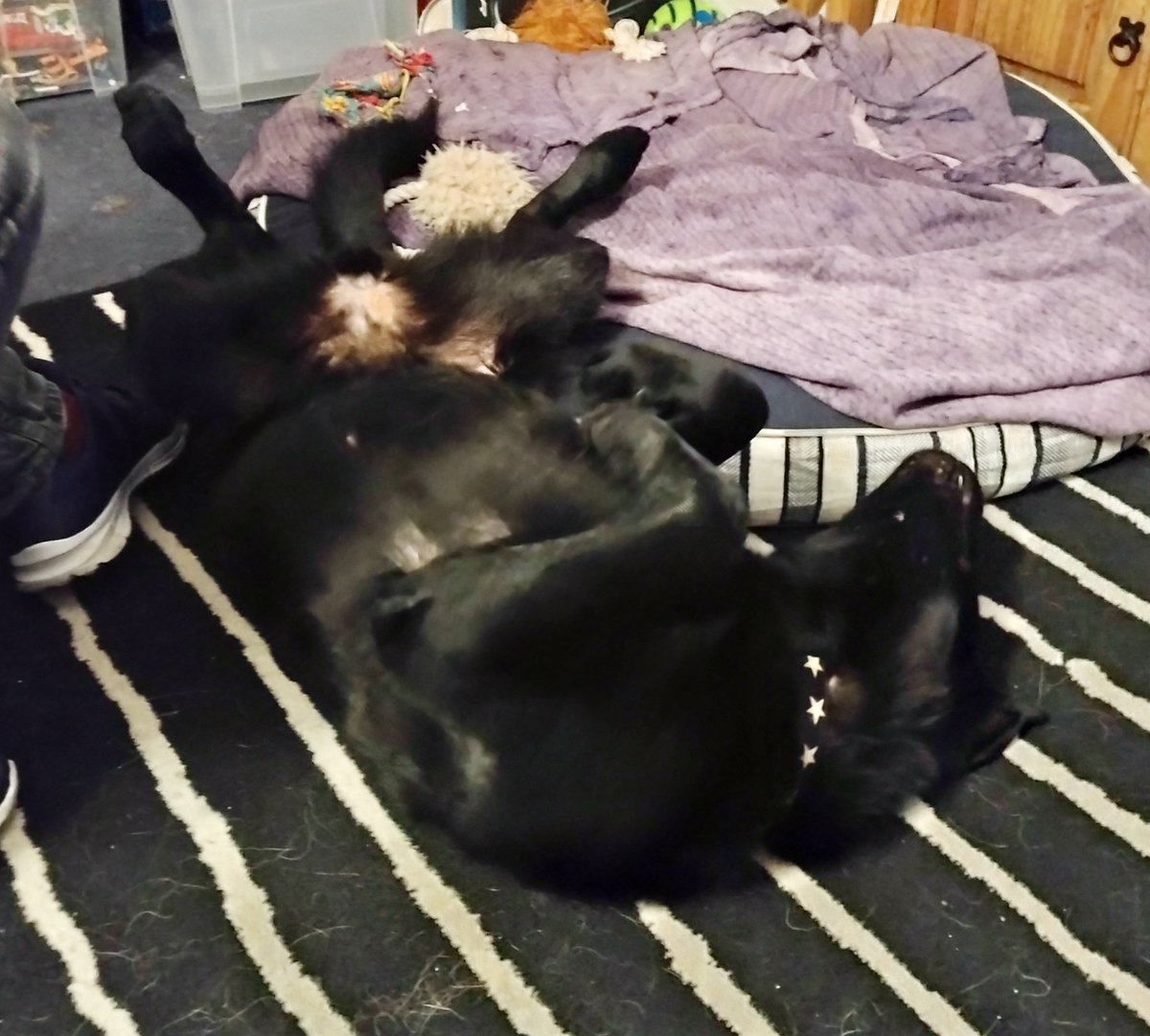 jayniebutlbearm's tweet image. So it&apos;s been a few weeks since Ebony from @gsrescueelite #Notts came into our family, she&apos;s getting braver every day, tonight she rolled over for a tummy tickle for the first time 🤗 it&apos;s like she&apos;s always been with us #AdoptDontShop #fosterfirst
