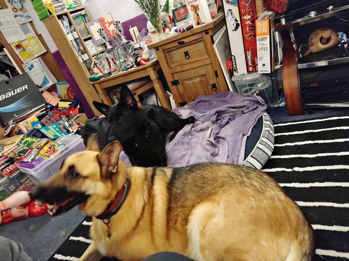 jayniebutlbearm's tweet image. So it&apos;s been a few weeks since Ebony from @gsrescueelite #Notts came into our family, she&apos;s getting braver every day, tonight she rolled over for a tummy tickle for the first time 🤗 it&apos;s like she&apos;s always been with us #AdoptDontShop #fosterfirst