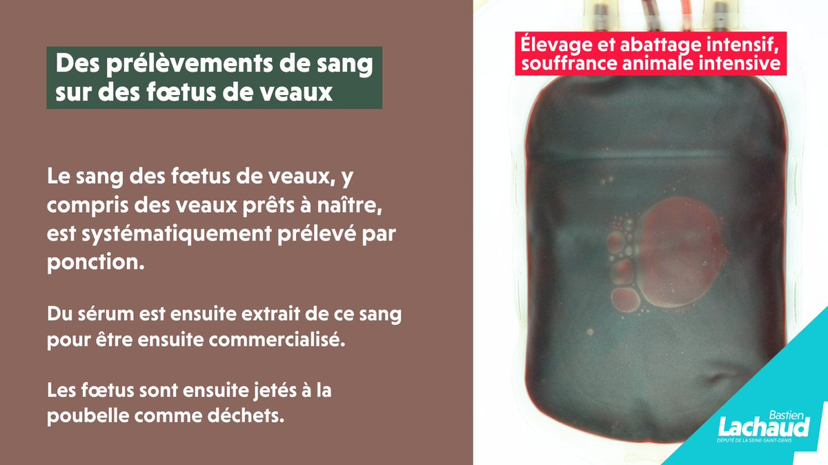 Conditions de travail des ouvriers, non formés ; vaches gestantes abattues alors que le veau est prêt à naitre et ponction du sang des fœtus de veau, etc.
Il est temps d'en finir avec ces horreurs de l'#elevageintensif et de l'abattage industriel. #l214 #abattoir