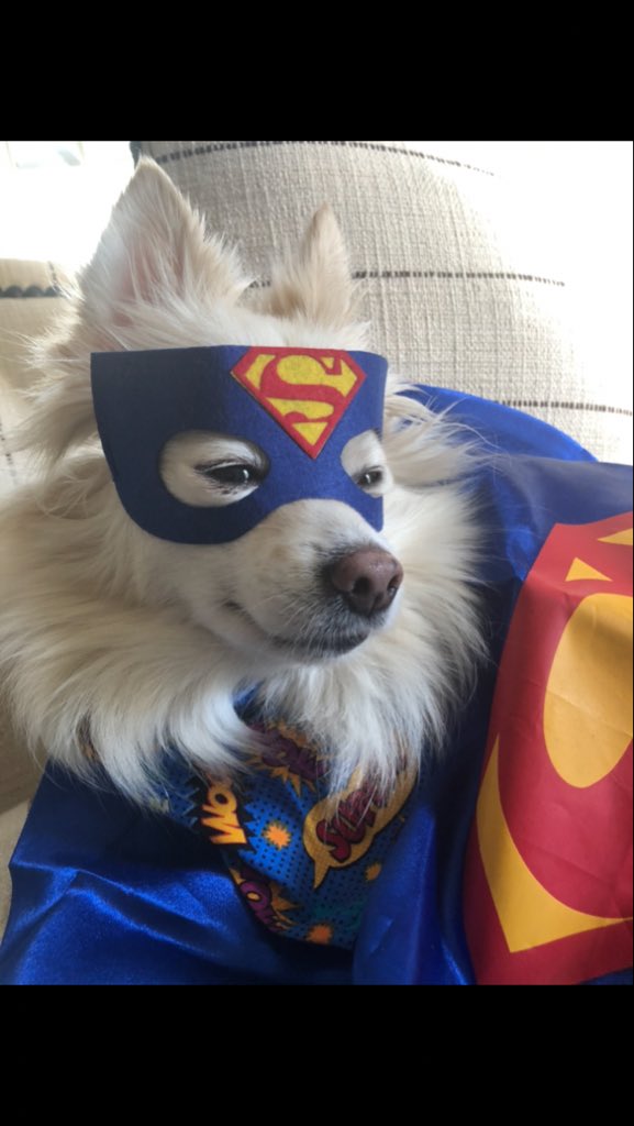 Poserpup's tweet photo. Yep, servin n Pawtecting all year longzzzz๐ฉ๐ฆธ๐ผโโ๏ธ#wornout ๐ค Happy Hump Day everypawdy!๐ #Howlaween ๐บ #ServeNpawtect #Halloween #Adopt #furlove #AdoptDontShop ๐ https://t.co/Hi64MDjEuH