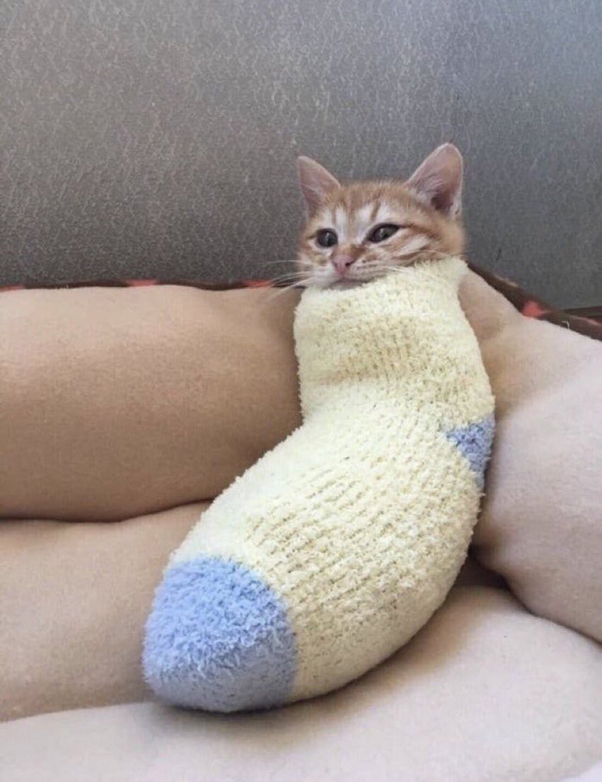contextpets's tweet image. Sock