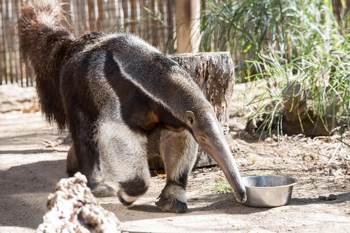 TOMORROW is the final Happy Hollow Park and Zoo Senior Hour for 2021! At 9am, Senior Safari invites community members ages 50+ to enjoy the park a full hour before it is open to the public! More information can be found here: happyhollow.org/support/hh-fou…  #happyhollow