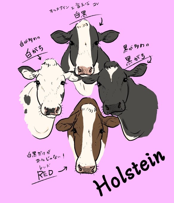 ホルスタインのtwitterイラスト検索結果