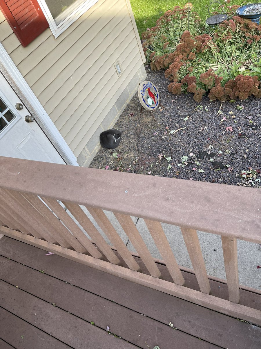 MariannaDeBolt's tweet photo. My visitor is coming closer. Seems to be trusting me after a nice din din tonight. #straykitty #sohungry #makingfriends https://t.co/ATDgrQo4xu