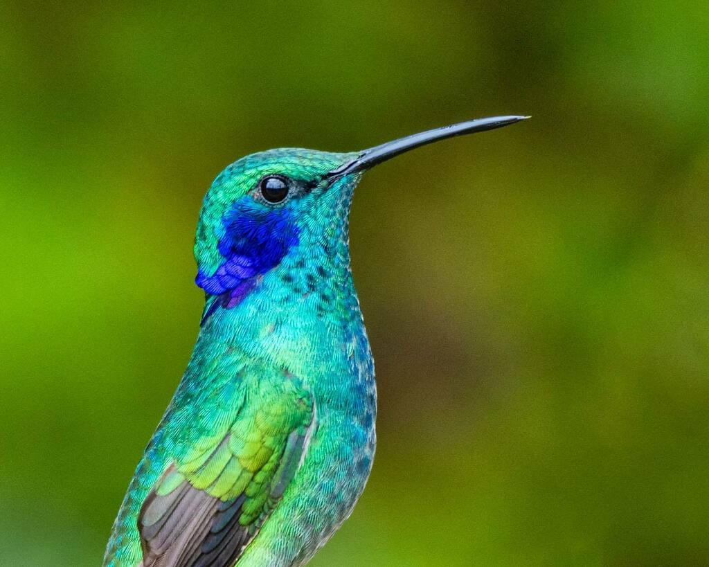 juanesoc's tweet photo. Otra más de la serie de retratos de colibríes @casadeloscolibries 
.
.
.
Colibrí Oreja Violeta Menor
#birds #ornithology #ColibriCyanotus #colibri #Cyanotus #LesserVioletear #Lesser #Violetear #hummingbird  #bestbirdshots #best_birds_of_world #bestbirds … https://t.co/yTs6o6QJGp https://t.co/CxsnFygagr