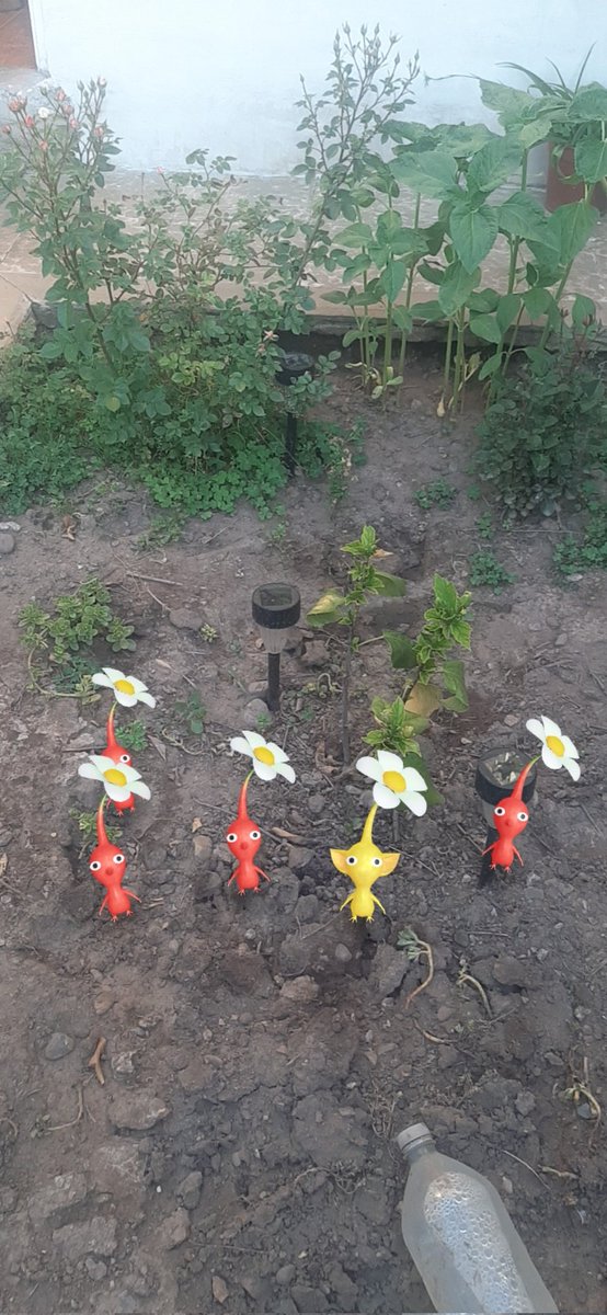 ShackaWan's tweet photo. #Pikmin
#PikminBloom
#PikminApp
#Pikmin20thAnniversary
#pikmin20th https://t.co/X5FdE3G6GL