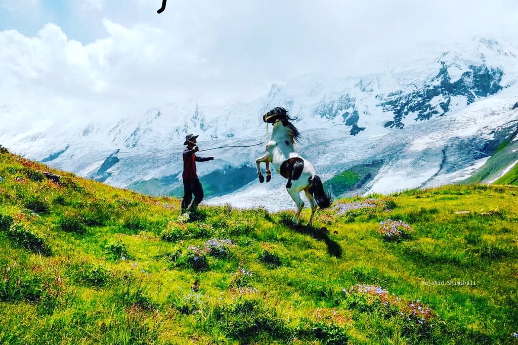 Nagar Valley❤️
Stunning photograph of a majestic horse leaping in front of Rakaposhi mountain in #Nagar district of Gilgit-Baltistan. 

The photograph was taken near the Rakaposhi Base Camp by Mujahid Ali (Shimshali)
Cc PAMIR TIMES