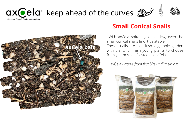 PhilsFotos's tweet photo. How will axCela slug and snail bait perform on small conical snails when there is plenty of fresh biomass to consume?
When placed in a vegetable garden with multiple plant choices including lucerne, the grower was over the moon with the results.
#agspec #axCela #conicalsnails https://t.co/TVkP14Q23W