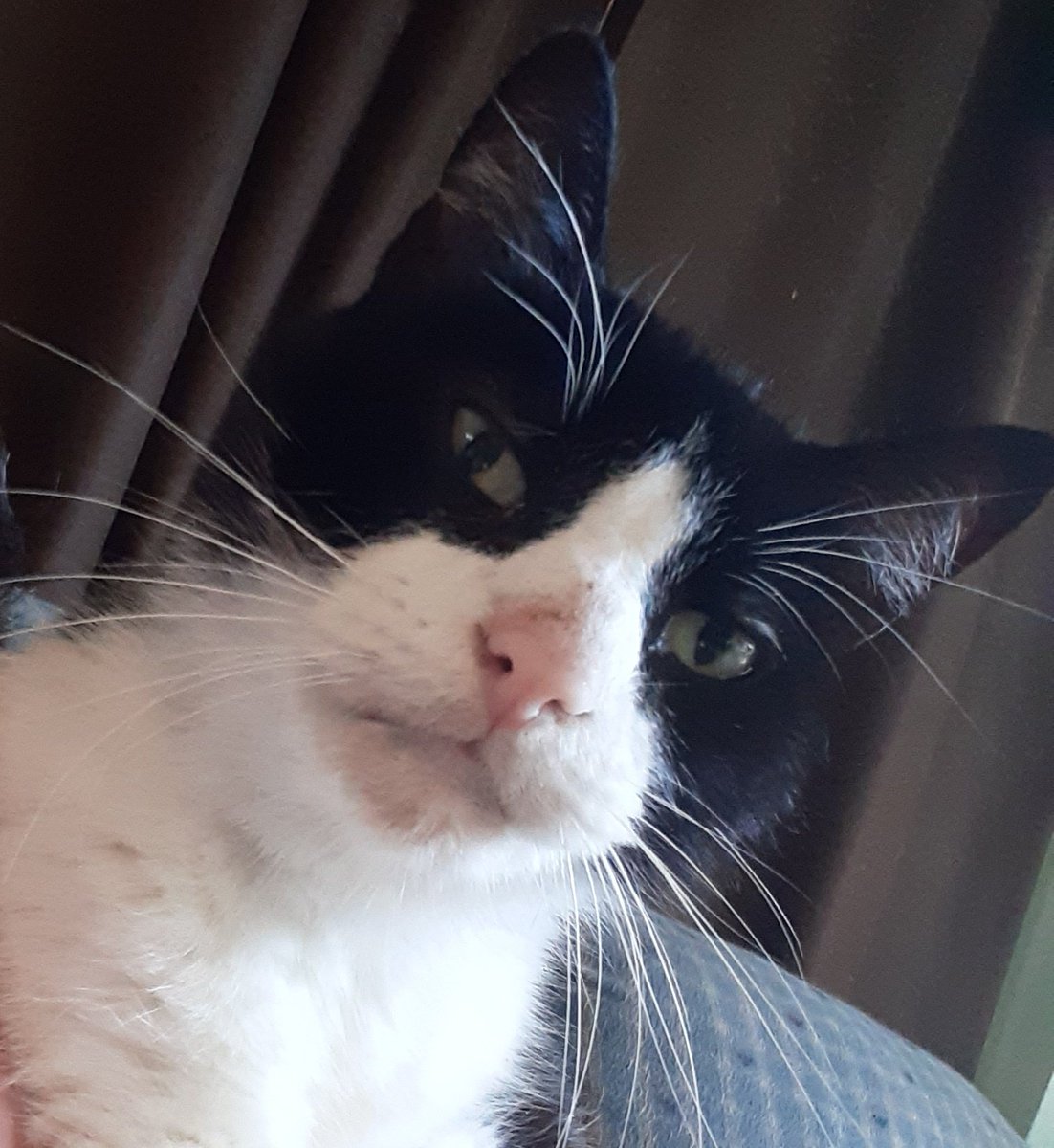 PurcellAnimals's tweet photo. @PebblesPuss2014 Ben: You are beautiful! And both our whiskers must lie, because I refuse to admit I have wide hips! https://t.co/6dP4eHFkiW