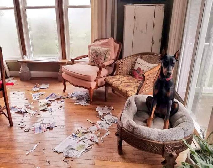 My mom's dog's way of trying to say she's a big girl now and needs an iPad https://t.co/hjmxexkzSM<a href="/tag/ripbettywhite"class="tags"><span>#ripbettywhite</span></a>