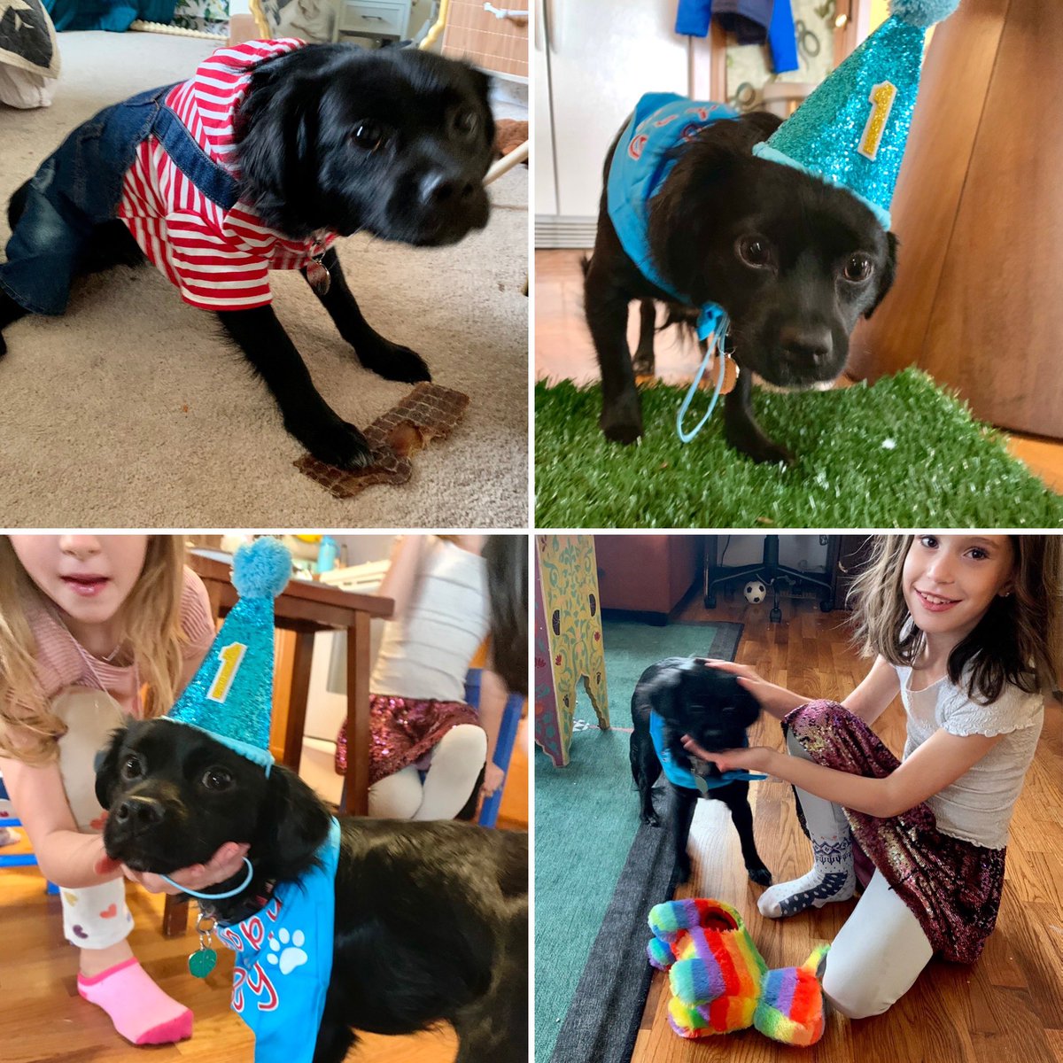 Throwing Benny a dog birthday party with all the classic things dogs love:

Hats
The Macarena
Kids jacked up on sugar
A piñata
Who Let The Dogs Out
Overalls
Screaming happy birthday