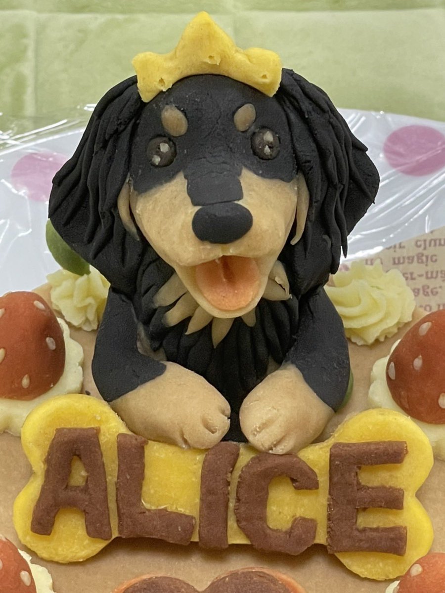 marimari7777's tweet photo. 今日は10月28日ALICEの9回目のお誕生日です。今夜は恒例のケーキでお祝いです。😘👑💓ALICE、Happy Birthday���👑😘 https://t.co/dRmN3mnXYM