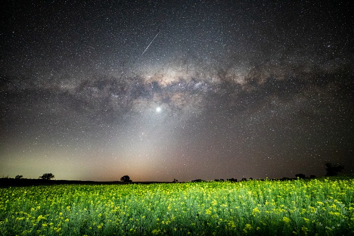 With the lockdown wrapping up in Canberra, the waning moon lined up with clear skies (for a change) AND a small handful of #canola paddocks were still in bloom. I was most pleased to discover the blossoms below the Milky Way, to be sure. Photo taken 26.10.21.