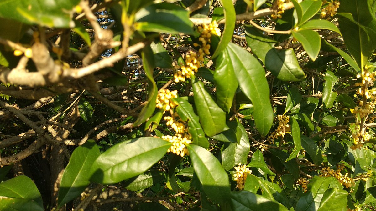 山脇文子 キャリアカウンセラー ぴんさん こんにちは はい 心身の安定のため 毎朝のウォーキング大事にしています きんもくせいに更に癒されてます うちのマンションの隣のお家もきんもくせい植えられているので ベランダまで香ってきます 素敵