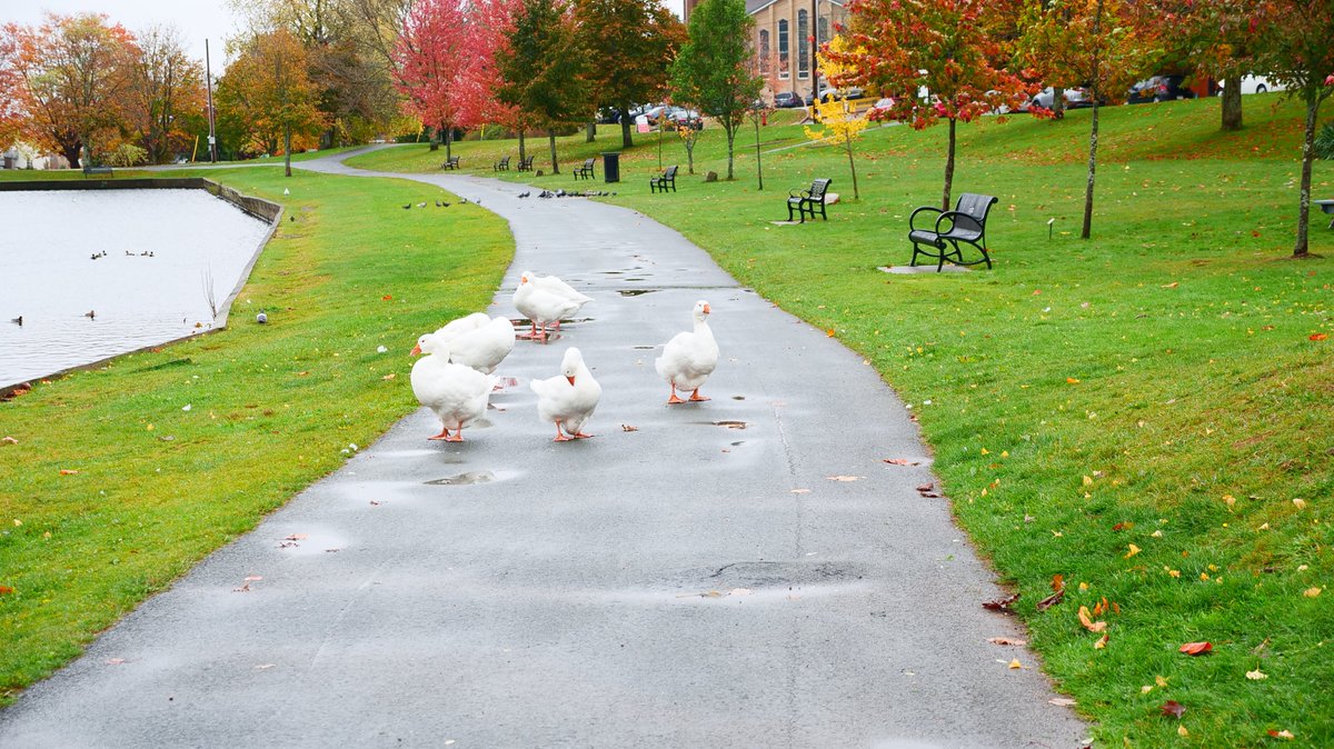 mattdagley's tweet photo. I survived a run in with the most notorious gang in Dartmouth. https://t.co/F686Sdk9BL