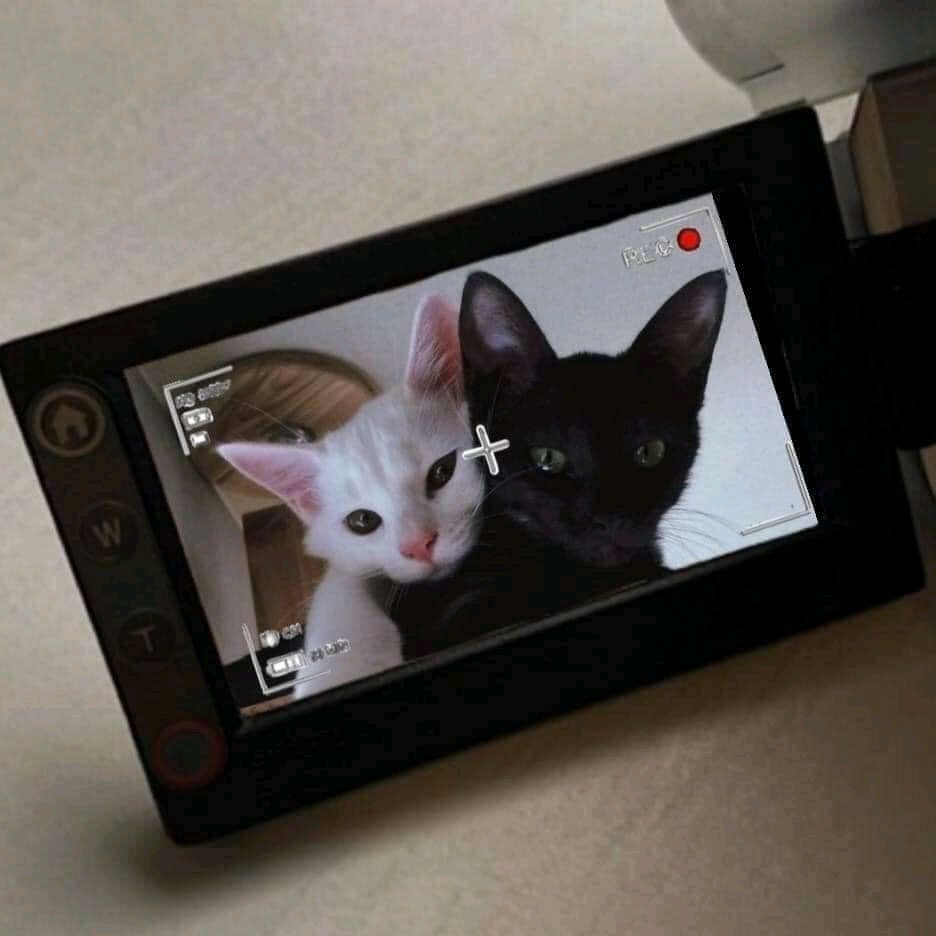 krchndlr's tweet photo. us but cats https://t.co/tm3l8C7oFi