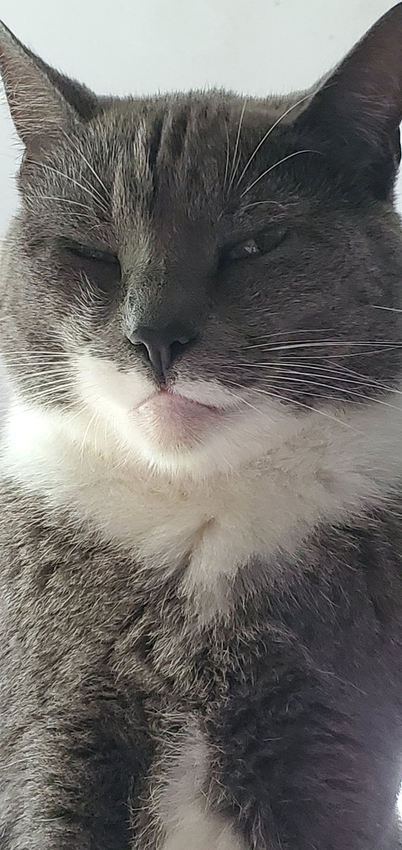 VNikamori's tweet photo. Her relaxed face sometimes comes across as a resting bitch face. It's quite undeniable, imo. Amongst the #CatsofTwittter, Daisy is one of the best at human facial expressions.
Imagine looking this smug, but being incapable of actually feeling the emotion. https://t.co/4yS2BwJWx5