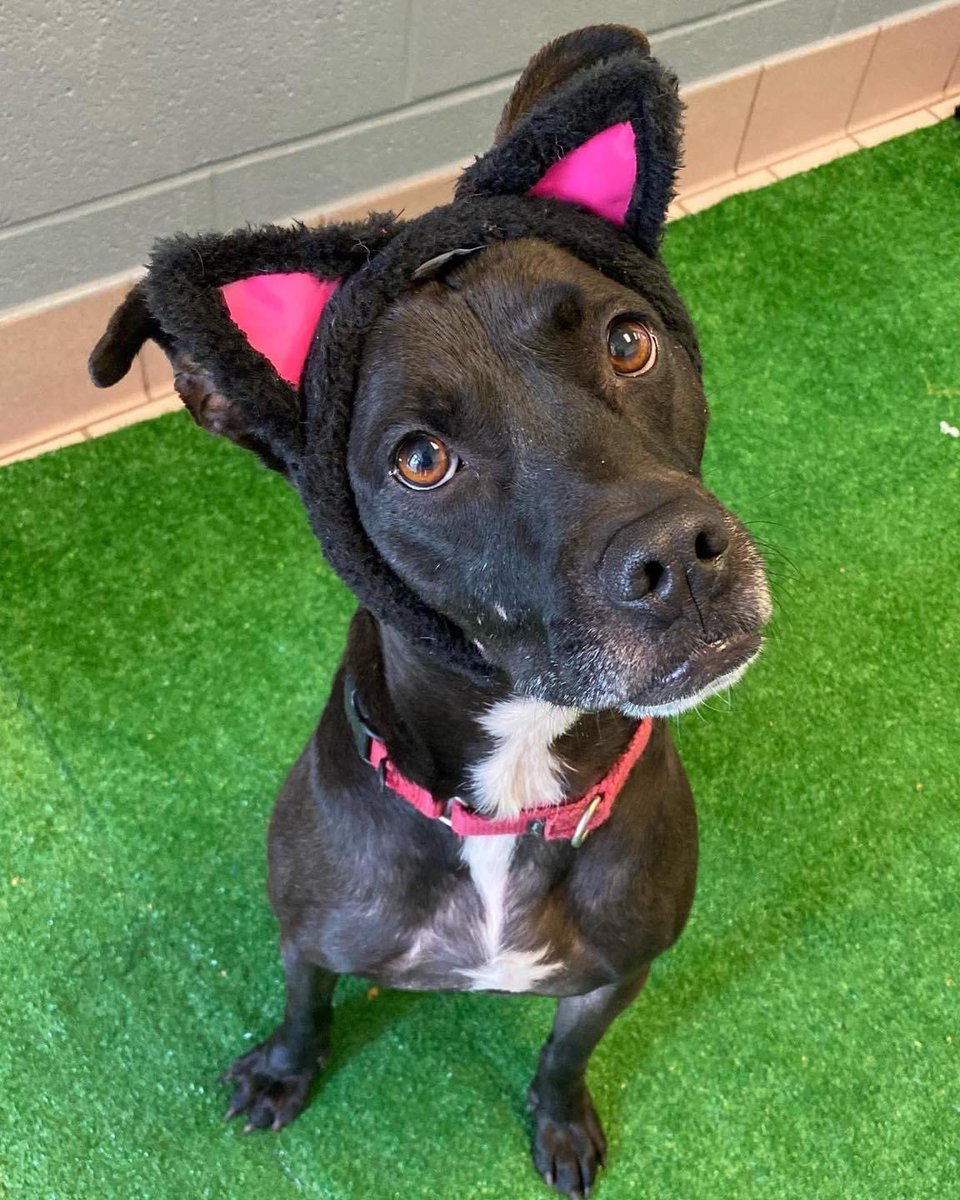 CuyahogaDogs's tweet photo. Today is Black Cat Day and while I am black, I’m obviously not a cat! Black dogs and cats tend to stay on shelters longer. So you should hurry in and adopt me before I wait any longer! “Meow!”

🐈‍⬛Sprint🐈‍⬛

#CCASDailyDog #adoptme https://t.co/L25SSEXqgK