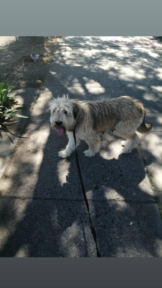 _elpuente09's tweet photo. Gala hoy salió a la calle luego de estar dedicada 100% al cuidado de sus hijos que ya cumplieron 1 mes, temerosa de la gente y otros perros no puedo imaginar todo lo que sufrió para que reaccione así (se escondía atrás mío) #talca #SalvaUnaVida #perro #AdoptaNoCompres https://t.co/s0SFY7mZoG