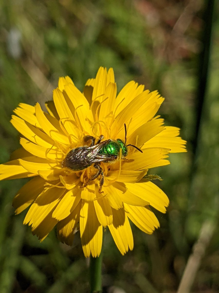 Summer is here! Learn about #nativebeesneeds in the summer in our quarterly newsletter. bcnativebees.org/post/quarterly… #pollinators #nativebees #conservation #flowers #stewardship #newsletter