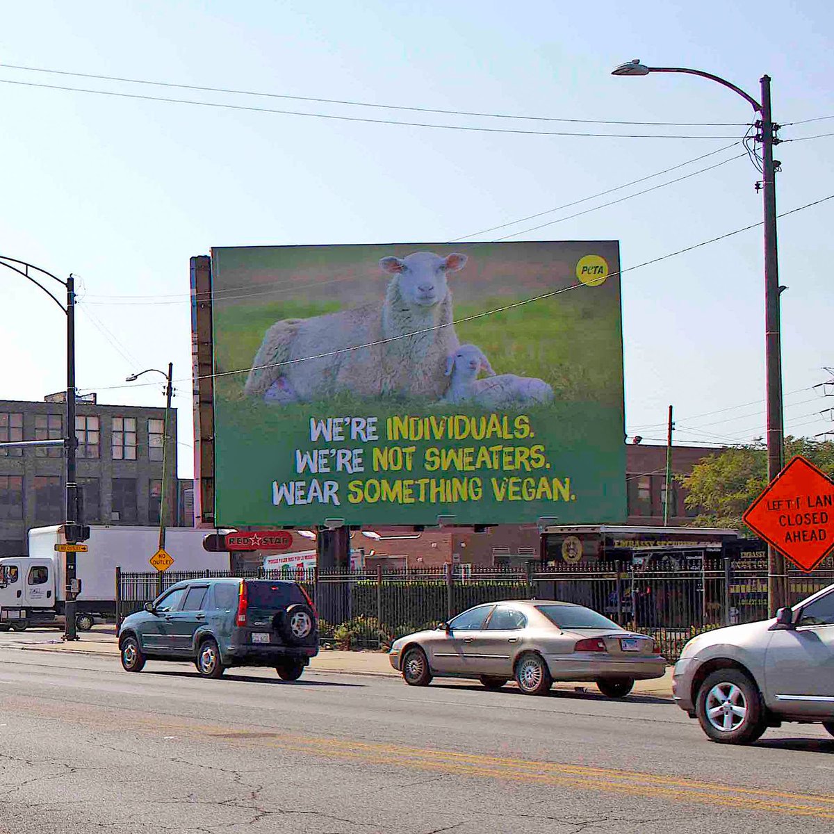 PETA_Latino's tweet photo. Las ovejas tienen un mensaje para la gente de #Chicago ⬇️
#DropTheWool https://t.co/b5NIvLYO7S