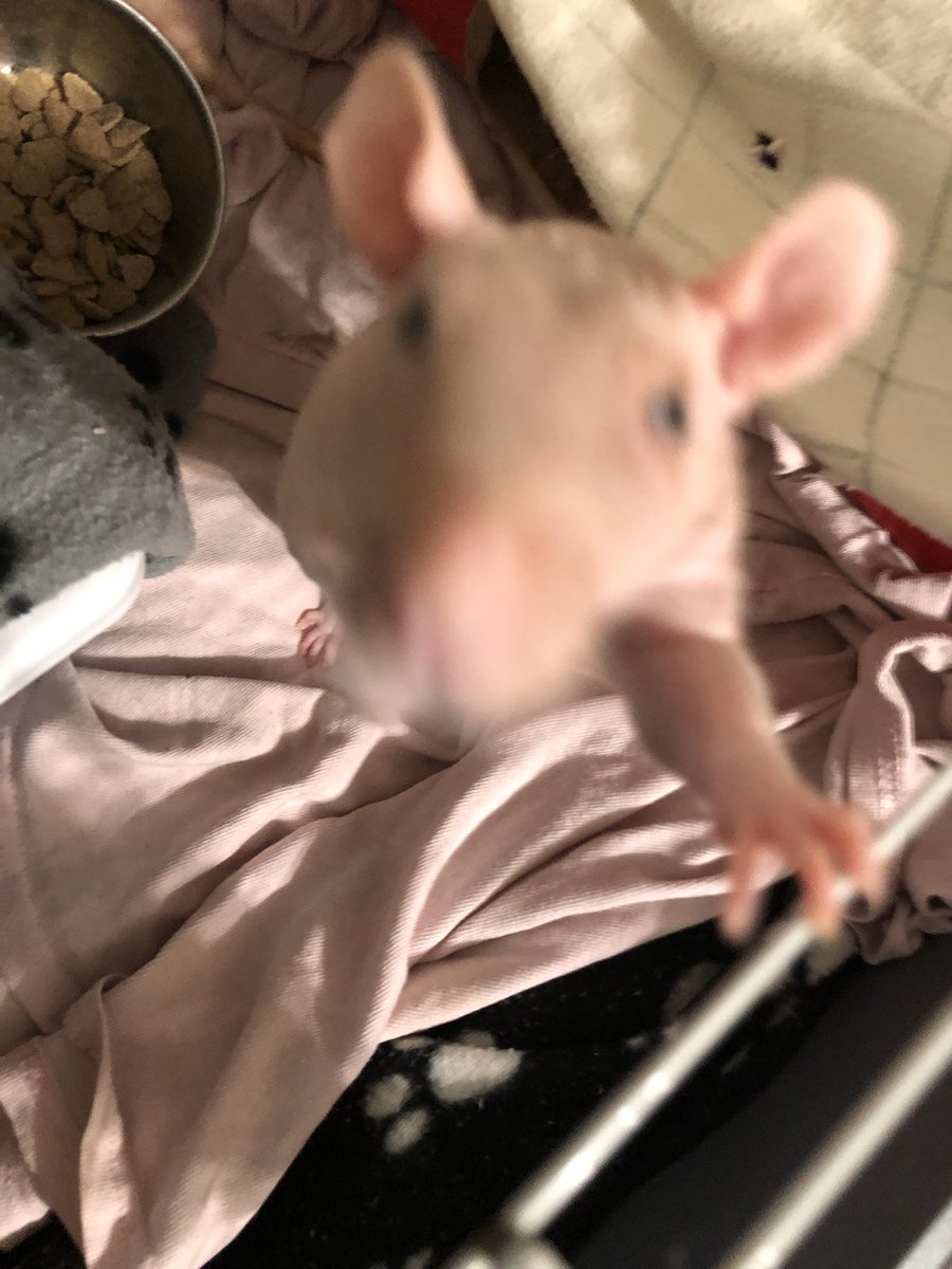 The mysterious pink rat lies in wait for his prey before leaping to claim it. 🤫